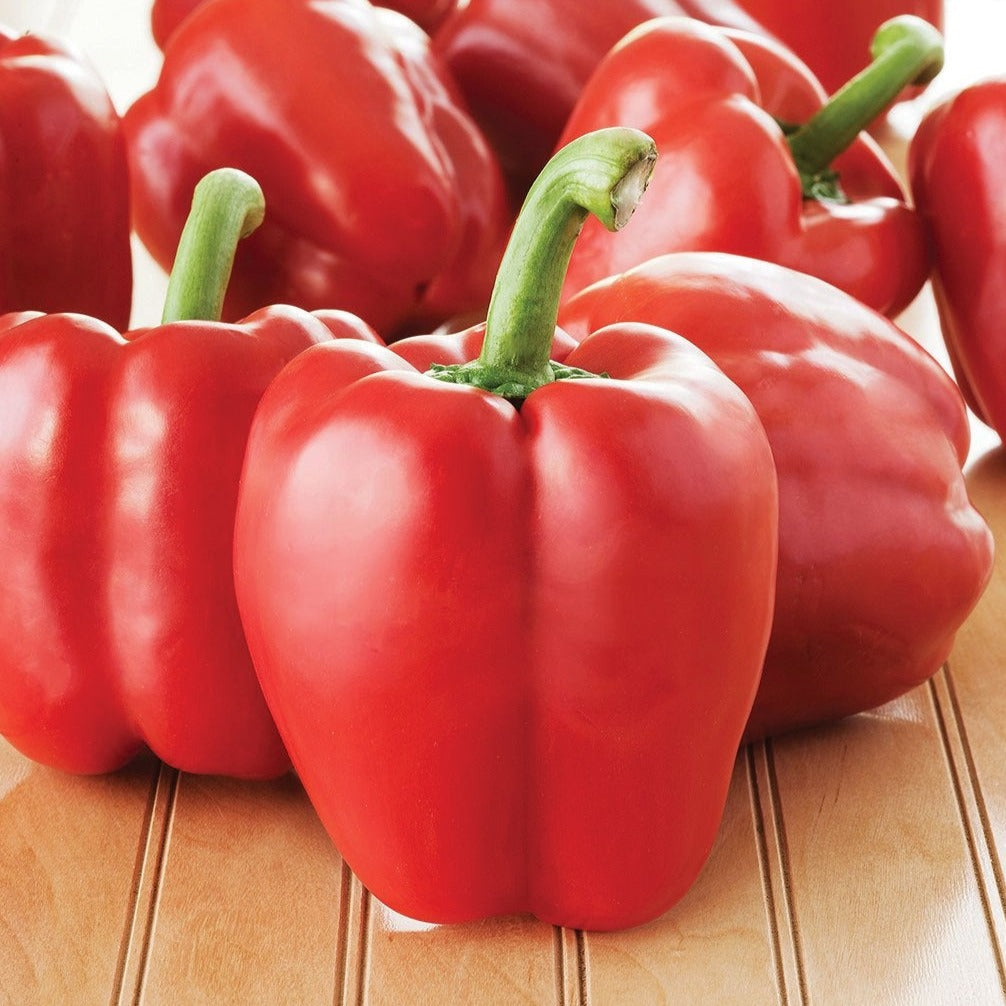 Big Red Bell Pepper - Blessings Grow Meadows