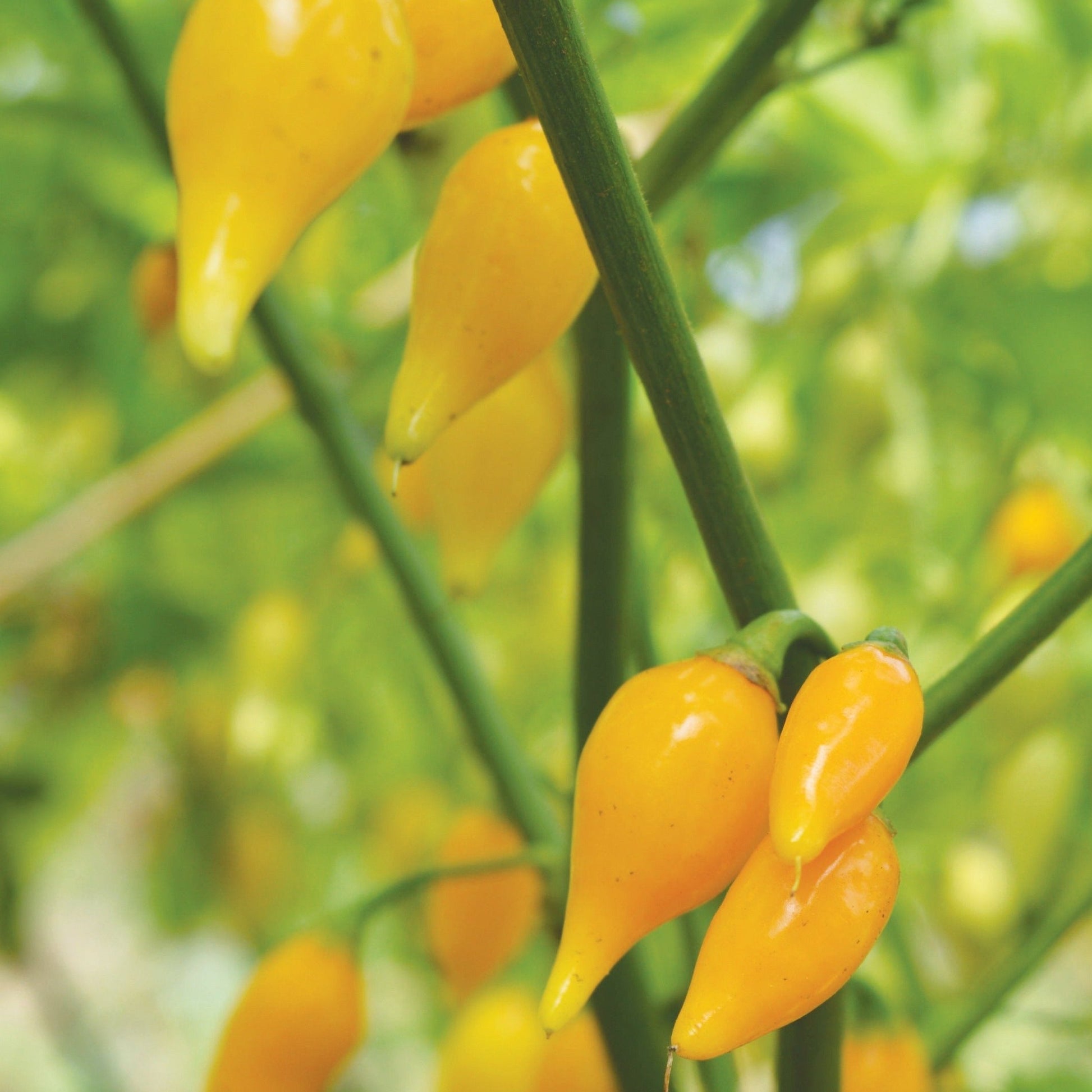 Biquinho Yellow Piquillo Pepper - Blessings Grow Meadows