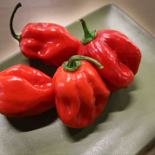 Caribbean Red Habanero Pepper - Blessings Grow Meadows