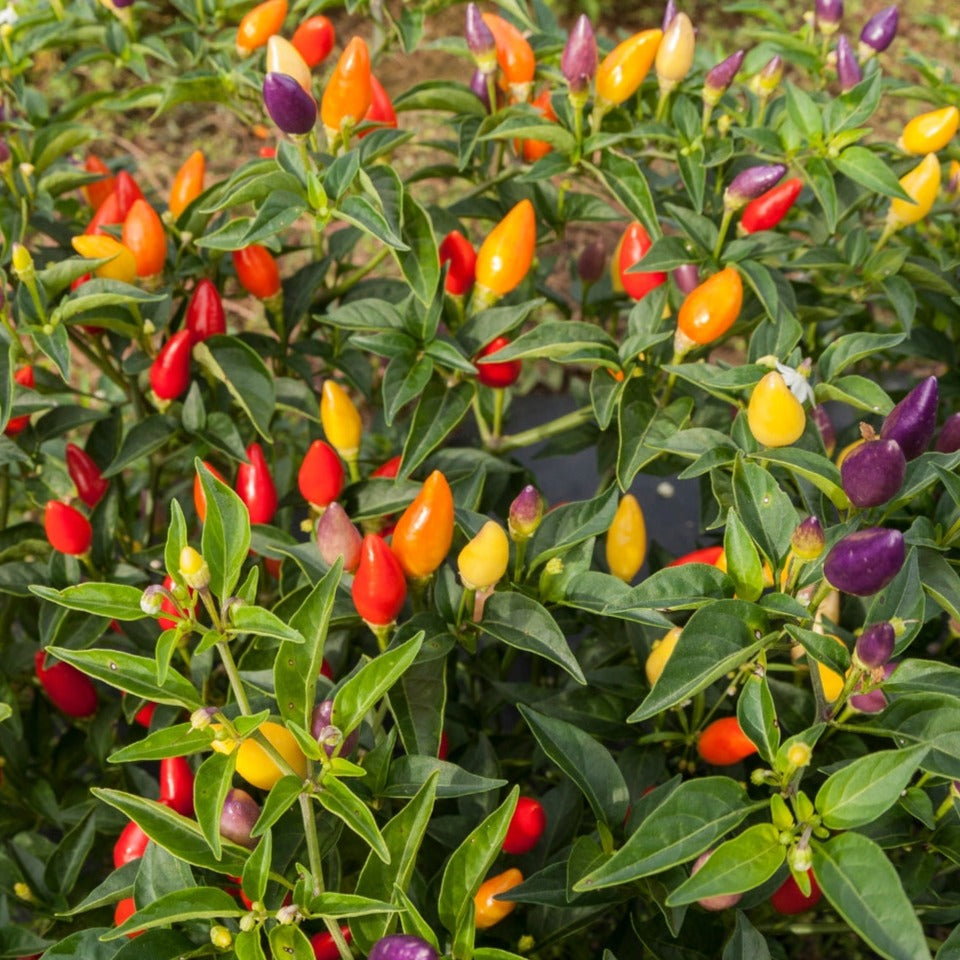 Firecracker Ornamental Pepper - Blessings Grow Meadows