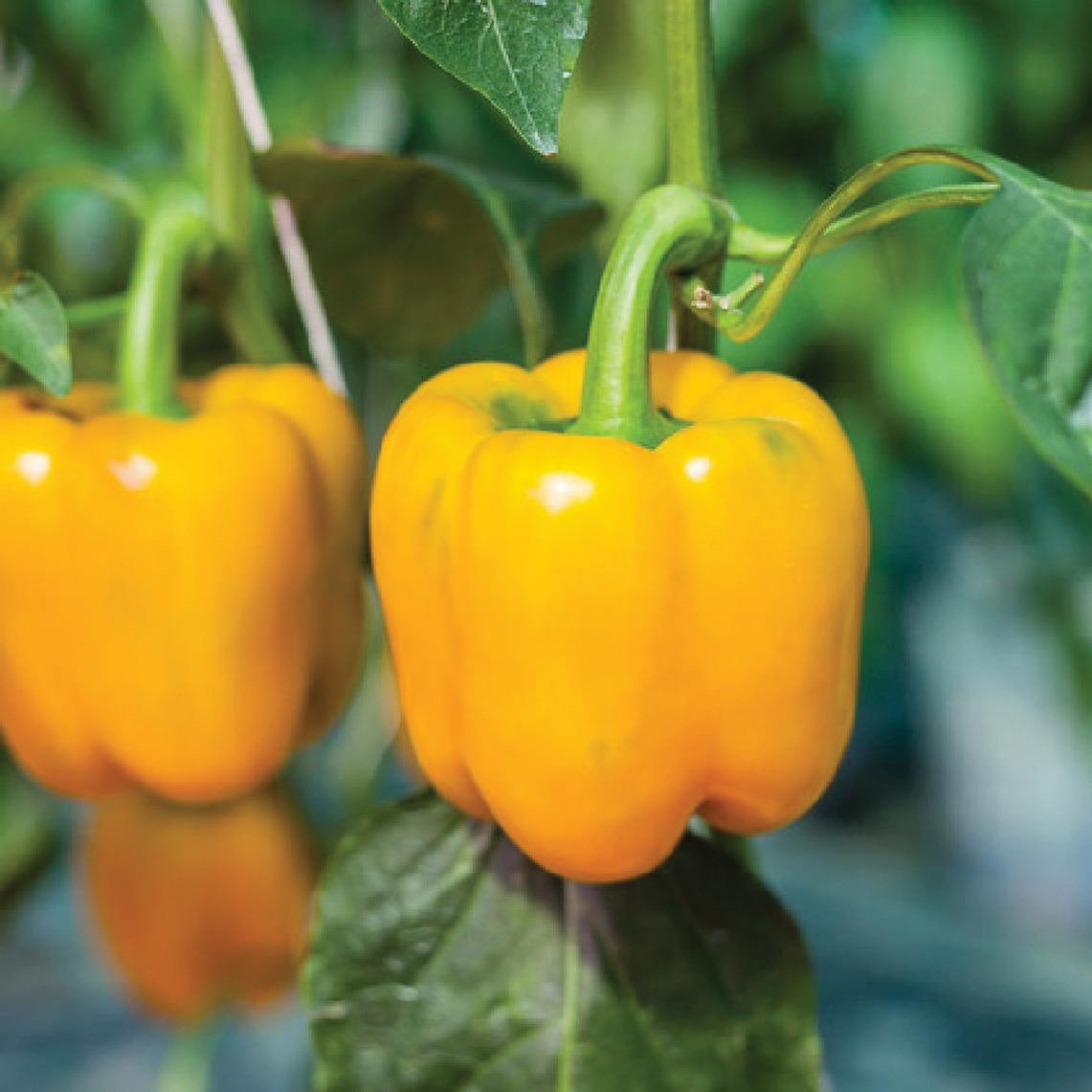 Golden Cal Wonder Bell Pepper from MIgardener, vibrant yellow-orange bell pepper with smooth skin and green stem.