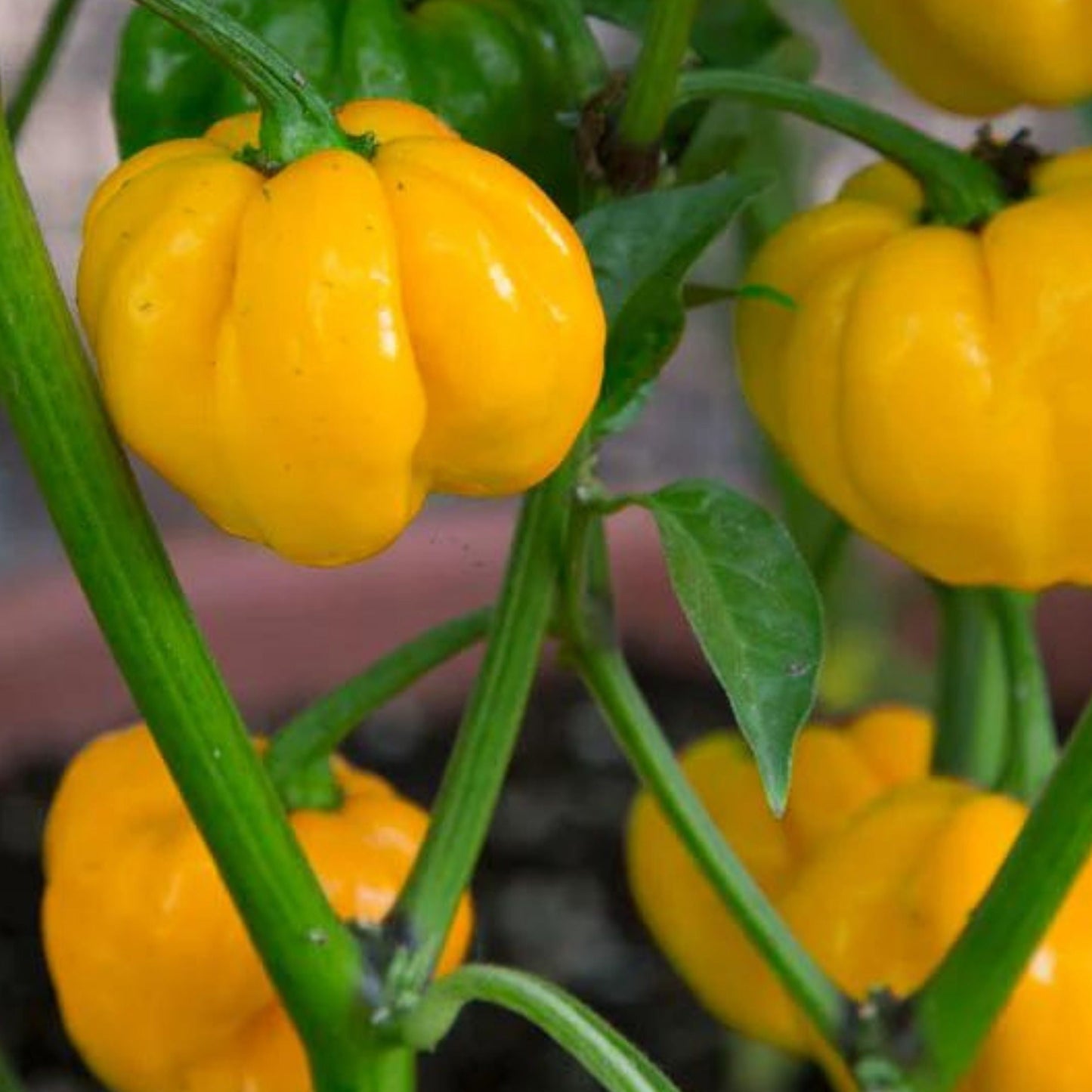 Jamaican Yellow Mushroom Pepper from MIgardener, showing vibrant yellow mushroom-shaped pepper on a green stem.