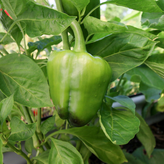 Keystone Giant Bell Pepper - Blessings Grow Meadows