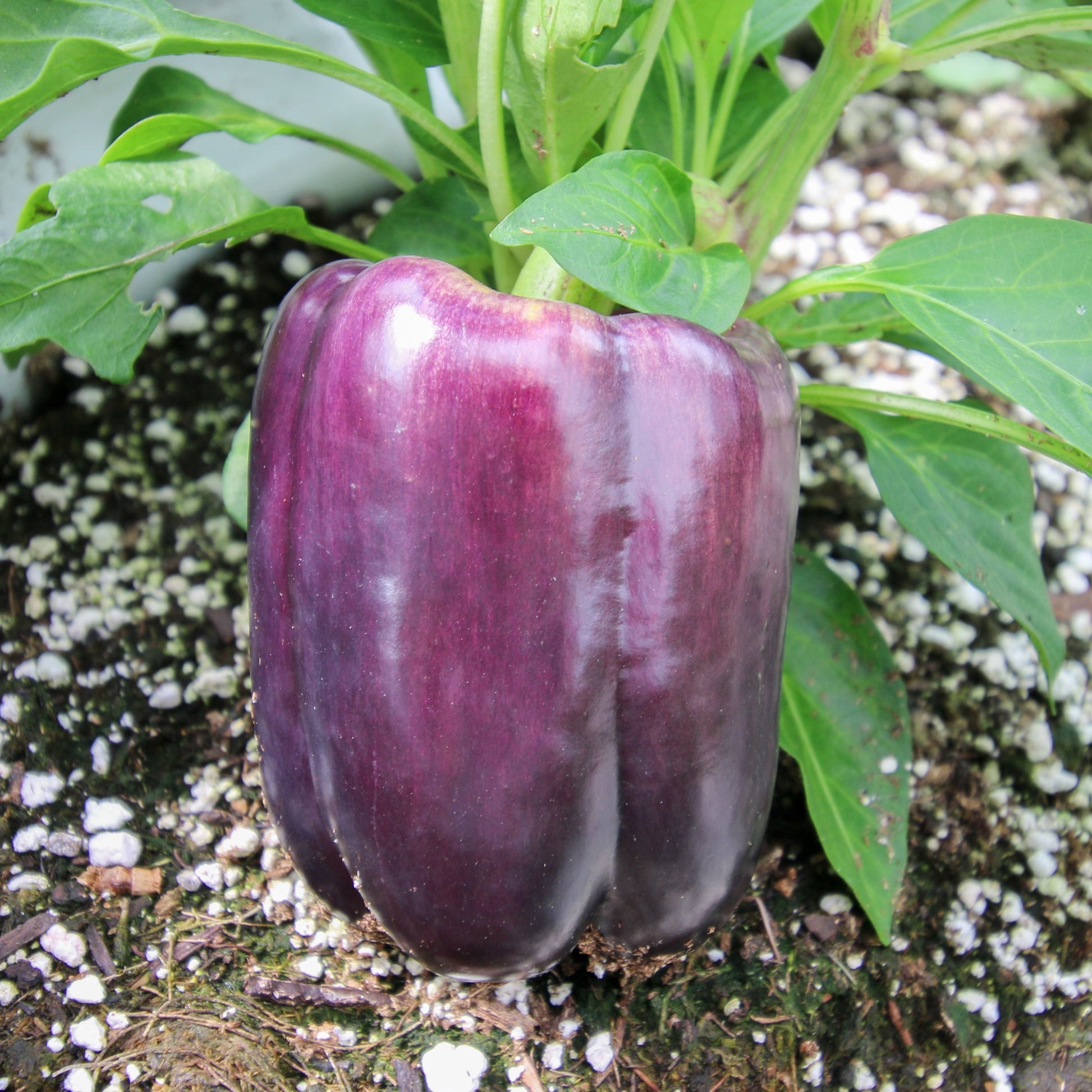 Lilac Bell Pepper - Blessings Grow Meadows