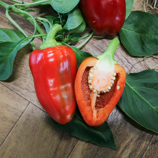 Pimento Pepper - Blessings Grow Meadows