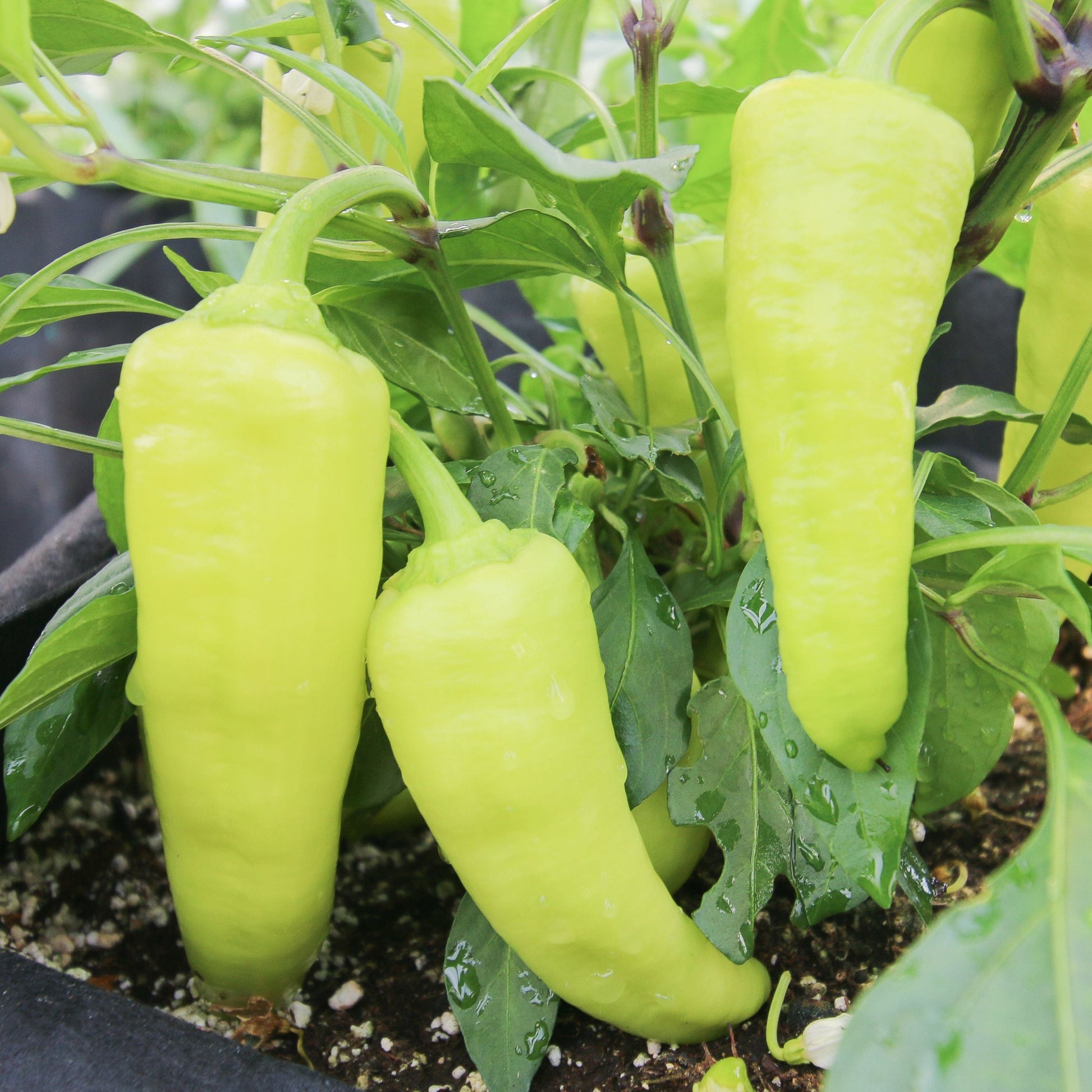 Sweet Banana Pepper - Blessings Grow Meadows