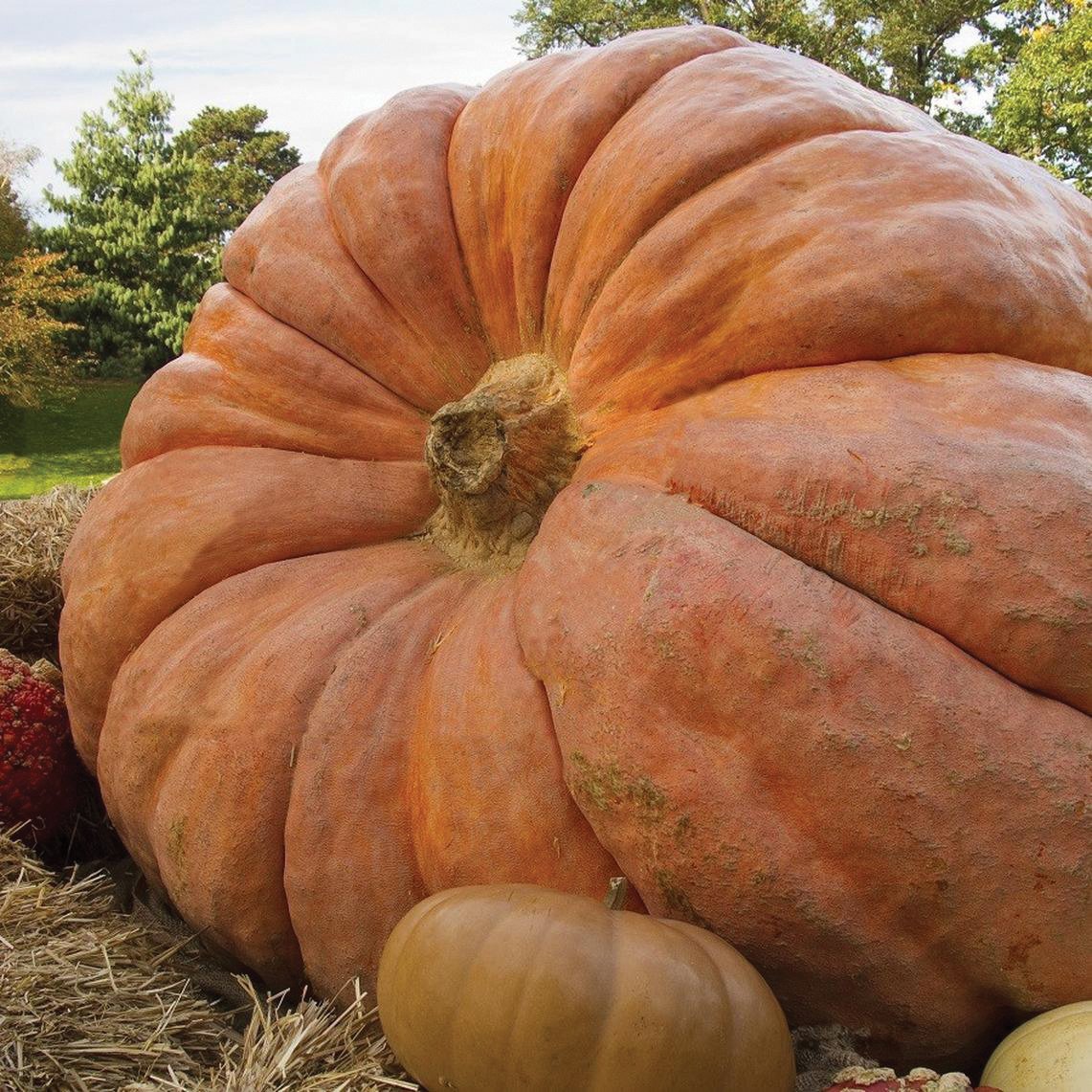 Large Atlantic Giant Pumpkin from MIgardener with orange skin and prominent ridges, displayed outdoors in natural light.