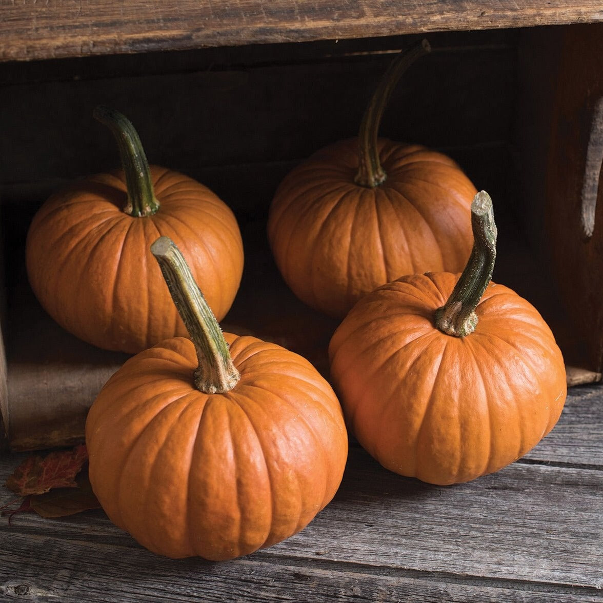 Baby Bear Pumpkin from MIgardener, showcasing a small, cute pumpkin with a rounded shape and orange skin.