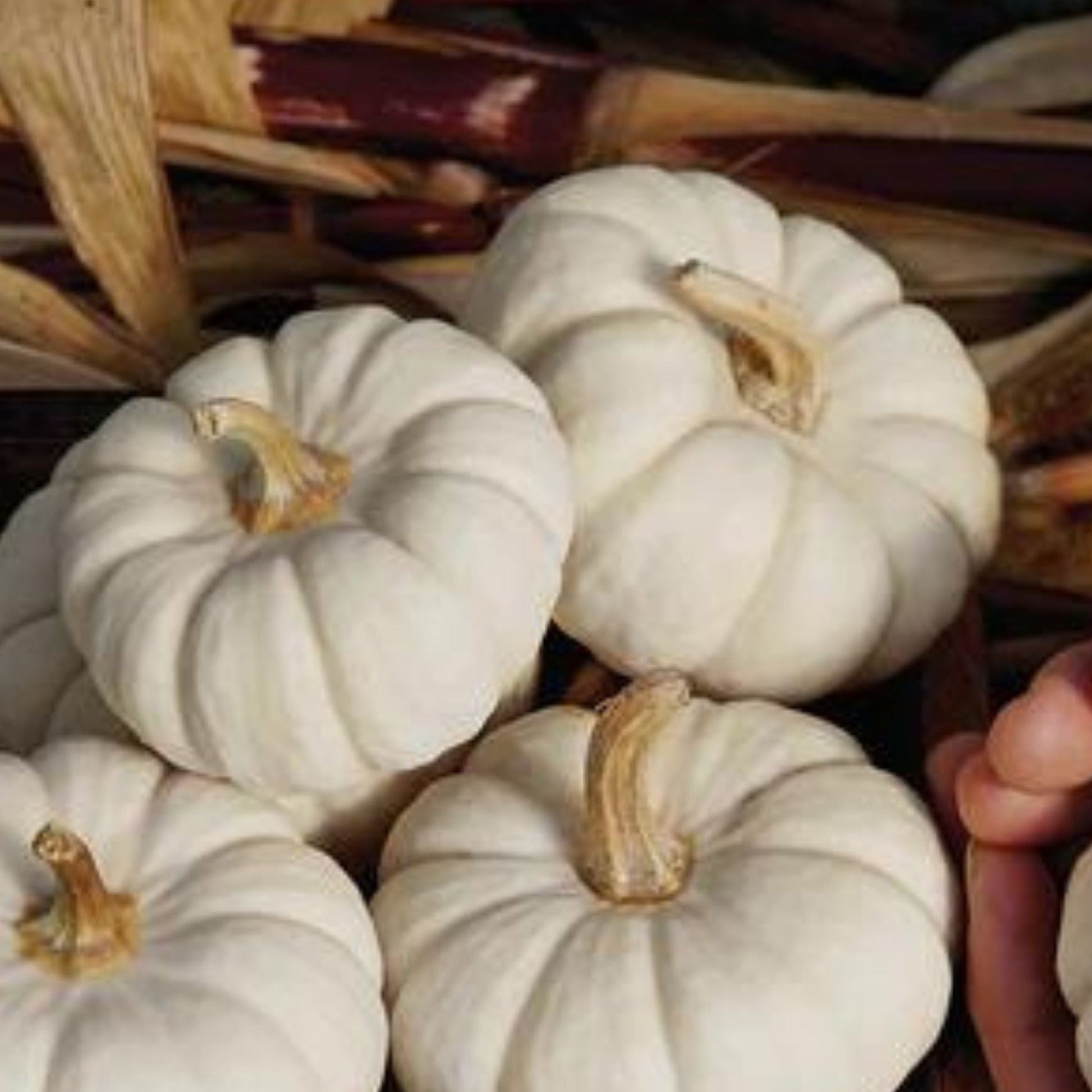 Baby Boo pumpkin from MIgardener, small white pumpkin with smooth surface and rounded shape, perfect for fall decorations.