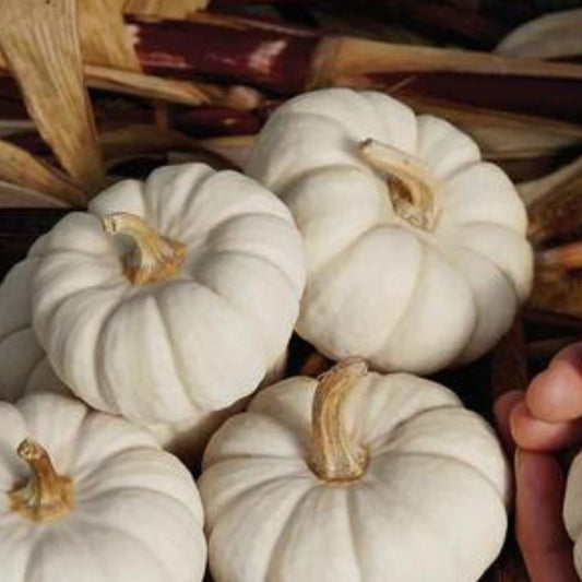 Baby Boo pumpkin from MIgardener, small white pumpkin with smooth surface and rounded shape, perfect for fall decorations.