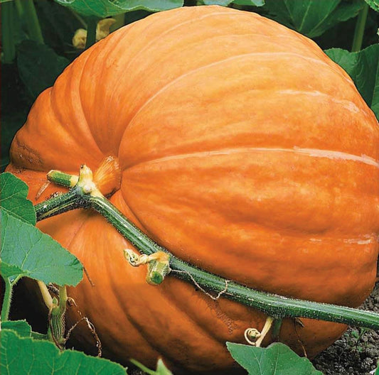 Large Big Max pumpkin from MIgardener with orange skin and sturdy stem, ideal for carving or cooking.