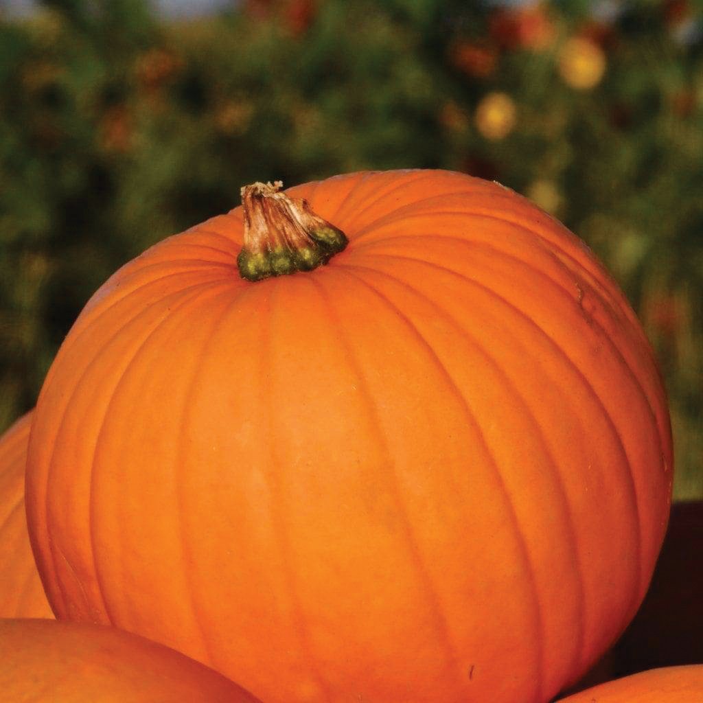 Connecticut Field Pumpkin from MIgardener, large orange pumpkin with smooth surface and sturdy stem, ideal for fall decor and cooking.