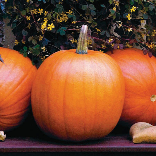 MIgardener Jack O Lantern pumpkin, orange Halloween-ready pumpkin with a carved face, perfect for fall decorations.