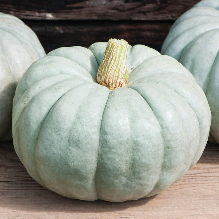 Blue Jarrahdale pumpkin from MIgardener, showcasing its large, round shape and vibrant blue-gray skin.