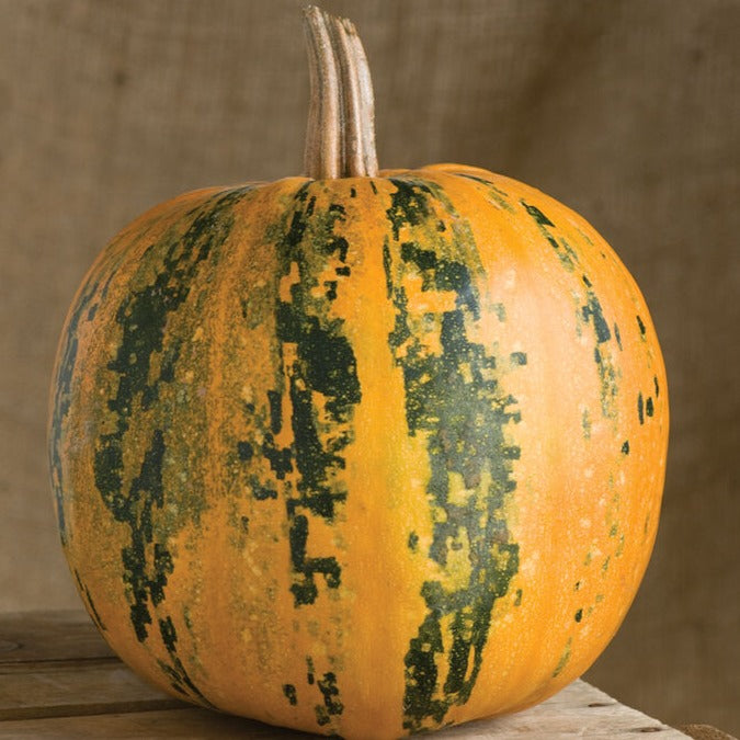 Kakai pumpkin from MIgardener, orange pumpkin with distinctive ribbed surface and green stem, ready for harvest.