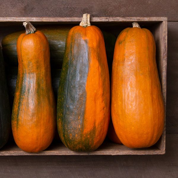 Long Pie Pumpkin from MIgardener showing its elongated shape and vibrant orange skin on a white background.