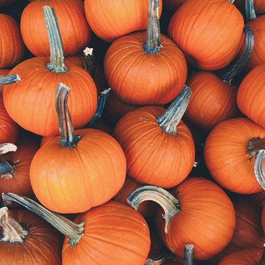MIgardener Sugar Pie Pumpkin, round orange pumpkin with smooth skin and sturdy stem, ideal for baking and cooking.