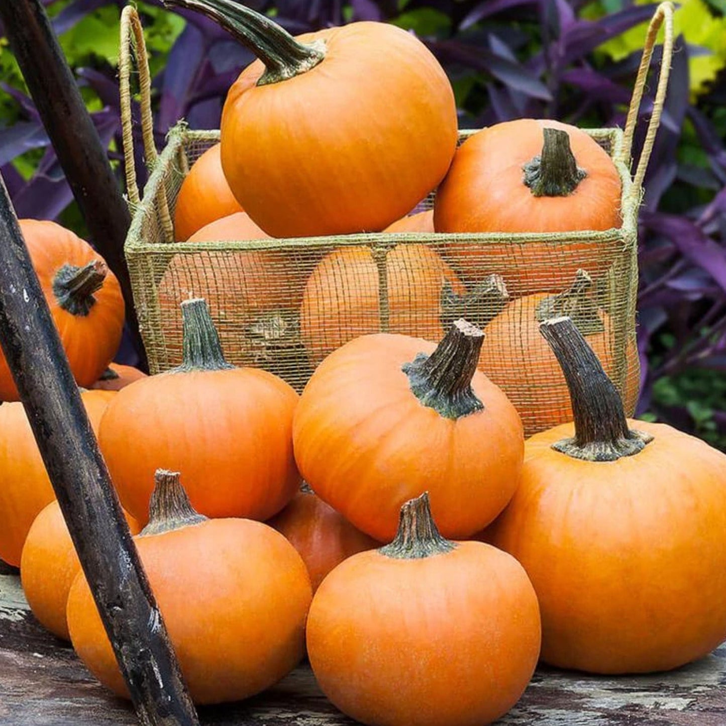 Small orange pumpkin from MIgardener's Wee-Be-Little Pumpkin variety, with smooth surface and rounded shape.