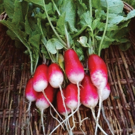 French Breakfast Radish - Blessings Grow Meadows