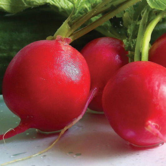 German Giant Radish - Blessings Grow Meadows