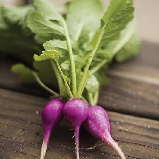 Purple Plum Radish - Blessings Grow Meadows
