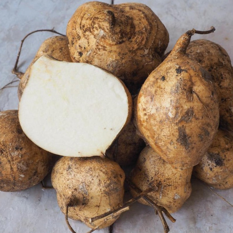 Jicama - Blessings Grow Meadows