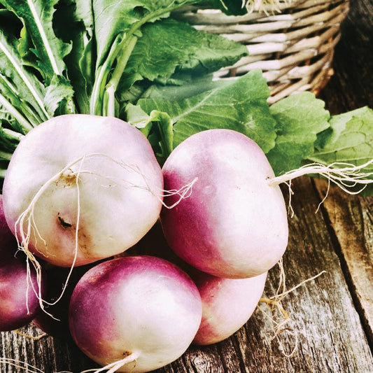 Purple and white globe turnip root from MIgardener, showcasing its round shape and vibrant color, ready for harvest.