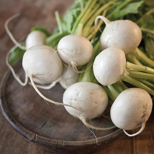 Organic Shogoin Turnip root from MIgardener, showing a fresh, white vegetable with green leafy tops on a neutral background.