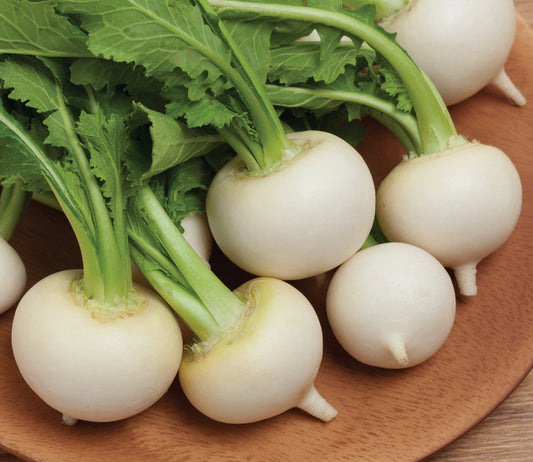 White egg turnip root from MIgardener, showing its smooth, white bulbous shape and leafy green tops.