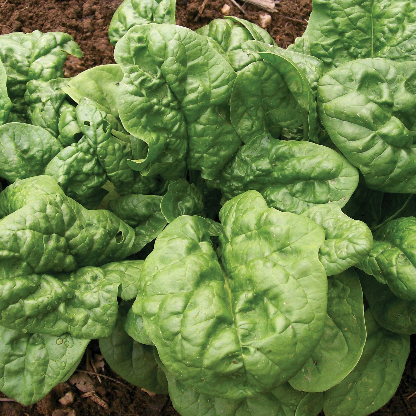 Fresh Bloomsdale Long Standing Spinach from MIgardener, vibrant green leaves, healthy and crisp for salads and cooking.