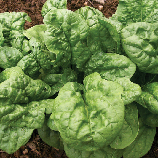 Fresh Bloomsdale Long Standing Spinach by MIgardener, featuring vibrant green, curly leaves in a close-up view.