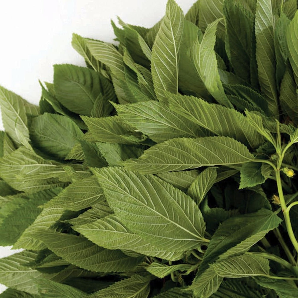 Fresh Egyptian Spinach from MIgardener, vibrant green leafy vegetable with textured leaves suitable for cooking or salads.