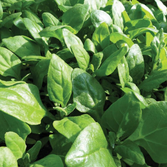 New Zealand Spinach - Blessings Grow Meadows