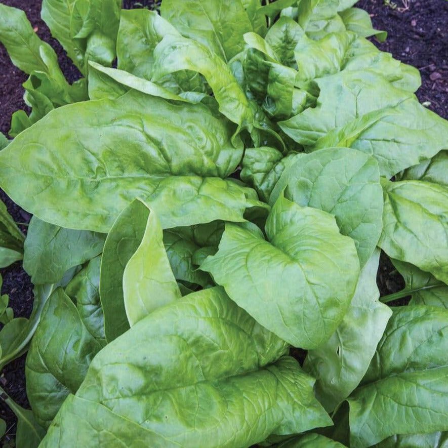 Fresh Viroflay spinach leaves from MIgardener, vibrant green organic spinach for salads and cooking.