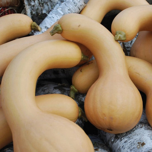 Butterneck Squash - Blessings Grow Meadows