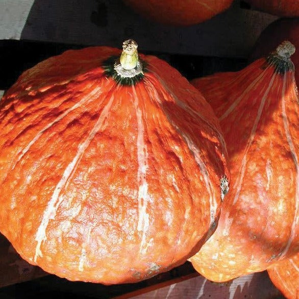 Golden Hubbard squash from MIgardener with vibrant orange skin and ridged texture, showcasing its round shape and fresh appearance.