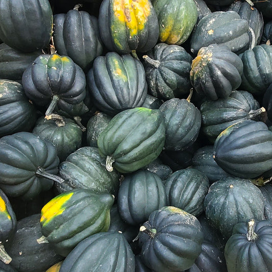 Table King Bush Acorn  Squash - Blessings Grow Meadows