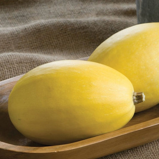 Vegetable Spaghetti Squash - Blessings Grow Meadows