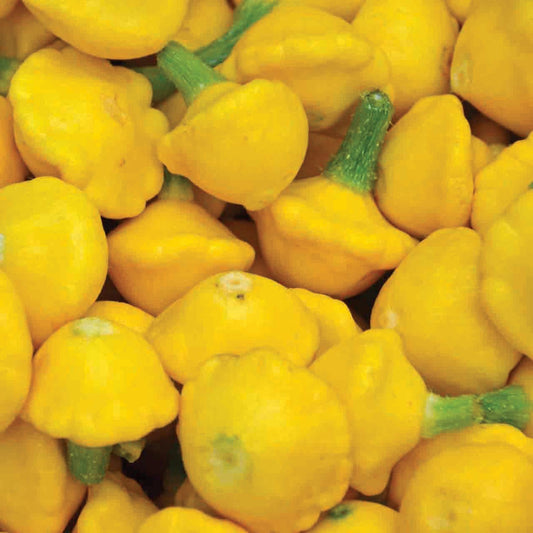 Yellow Scallop Squash - Blessings Grow Meadows