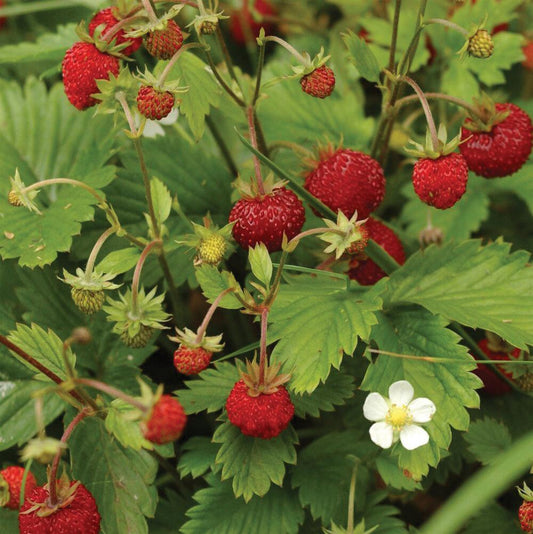 Alexandria Strawberry (Everbearing) seeds - Blessings Grow Meadows