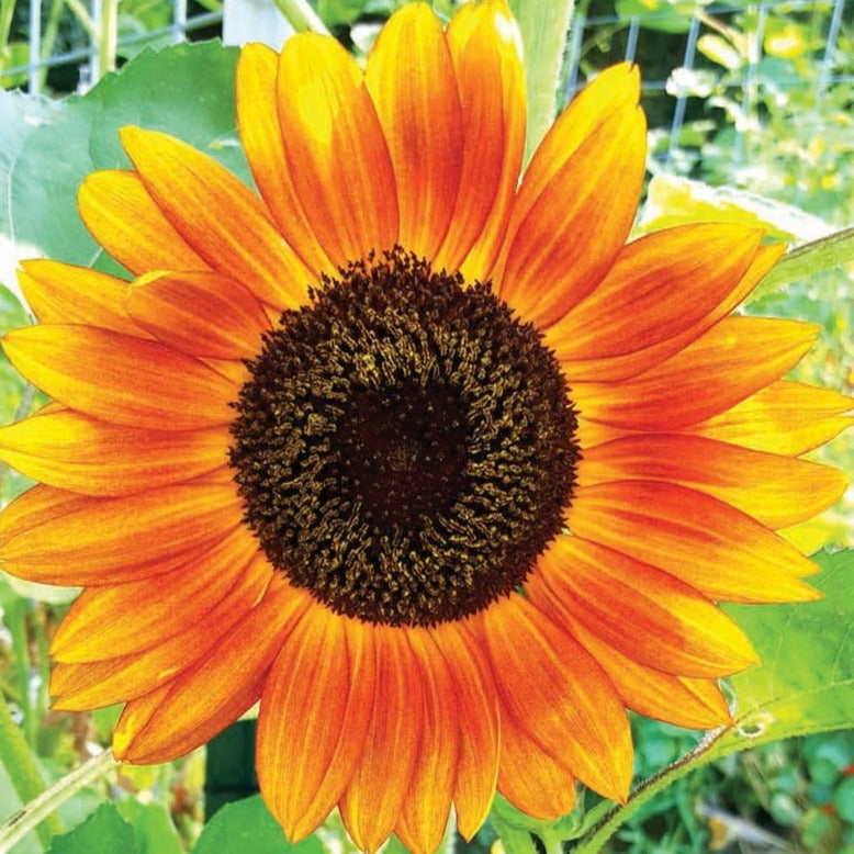 Bright Autumn Beauty Sunflower from MIgardener showing vibrant yellow petals and large green leaves.