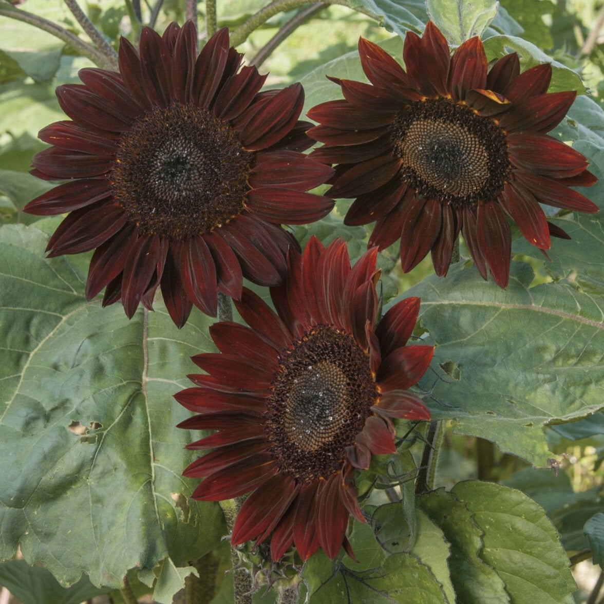 Chocolate Cherry Sunflower seedling from MIgardener showing vibrant dark petals and green leaves in a natural garden setting.