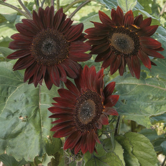 Chocolate Cherry Sunflower - Blessings Grow Meadows