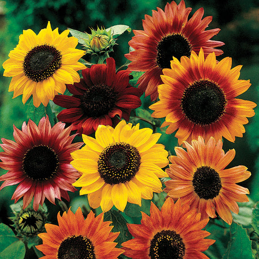Mixed Sunflower - Blessings Grow Meadows