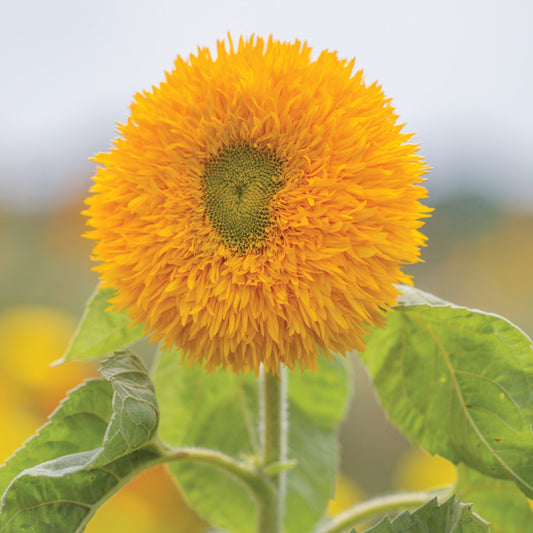 Sungold Tall Sunflower - Blessings Grow Meadows