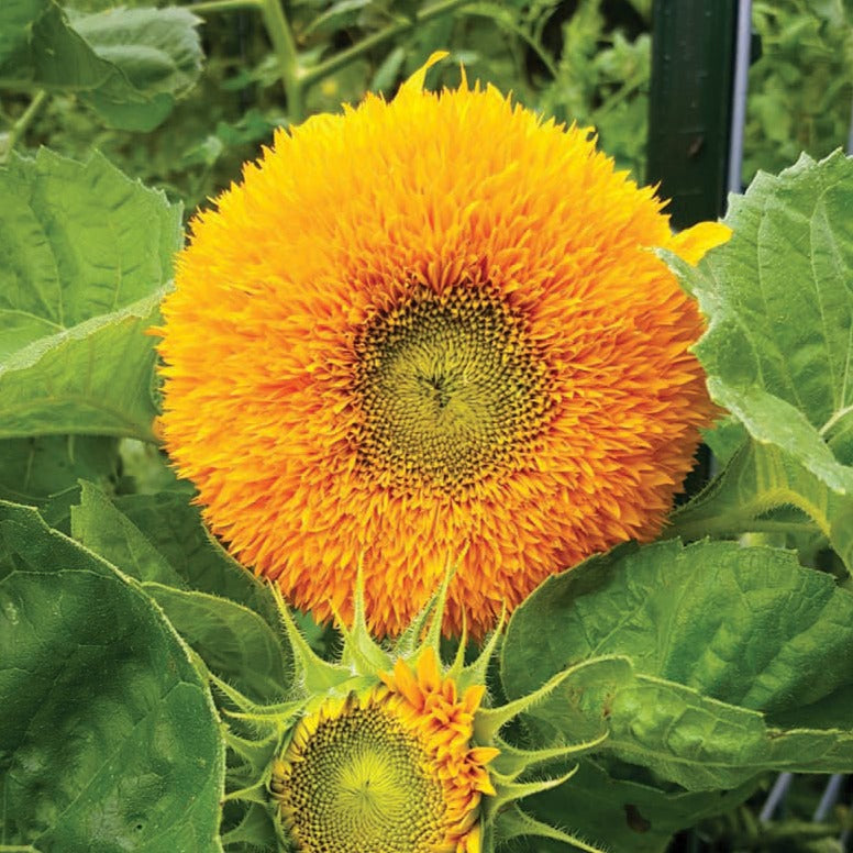 Teddy Bear Sunflower - Blessings Grow Meadows