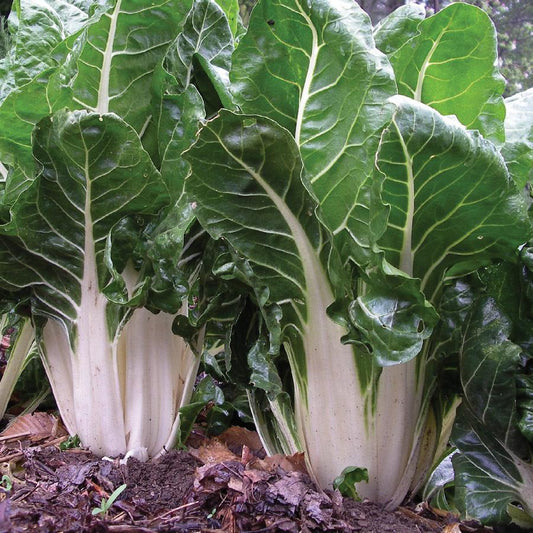 Fresh Fordhook Giant Swiss Chard from MIgardener, vibrant green leaves with thick, tender stems on a garden background.