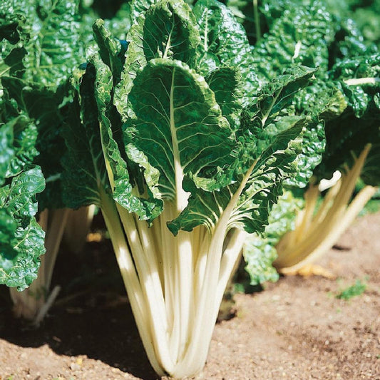 Fresh MIgardener Lucullus Swiss Chard plant with vibrant green leaves and red stalks, ready for harvest.