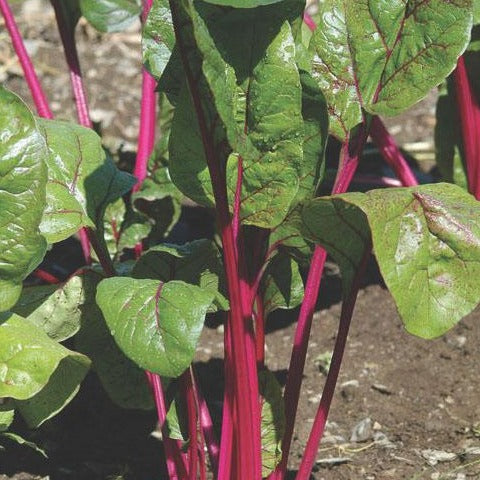 Magenta Sunset Swiss Chard by MIgardener, vibrant magenta stems and dark green leaves, fresh and healthy vegetable plant.