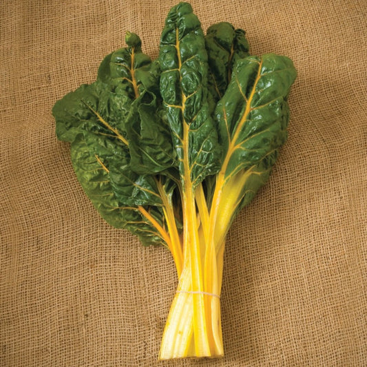 Fresh orange Swiss chard from MIgardener, with vibrant orange stems and dark green leaves on a garden bed.
